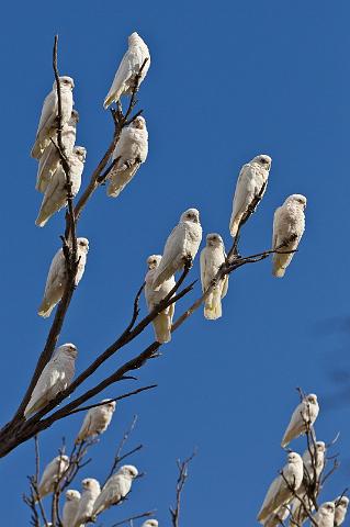 174 Kangaroo Island, langsnavelkaketoe.jpg